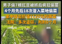 男子4个月偷菜18次获刑6个月 究竟是怎么回事？