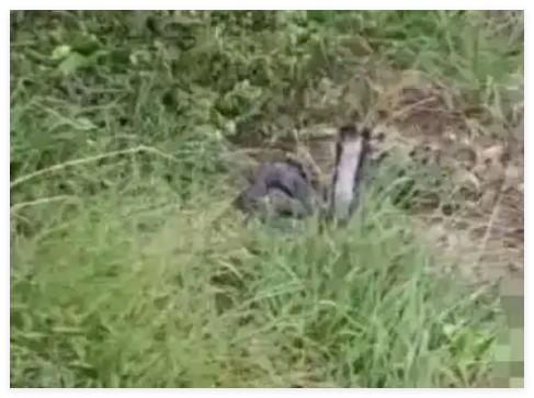 被蛇咬失联男子友人:他嫌贵没打血清 内幕曝光简直太意外了