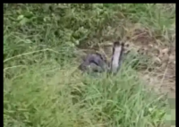 被蛇咬失联男子友人:他嫌贵没打血清 内幕曝光简直太意外了