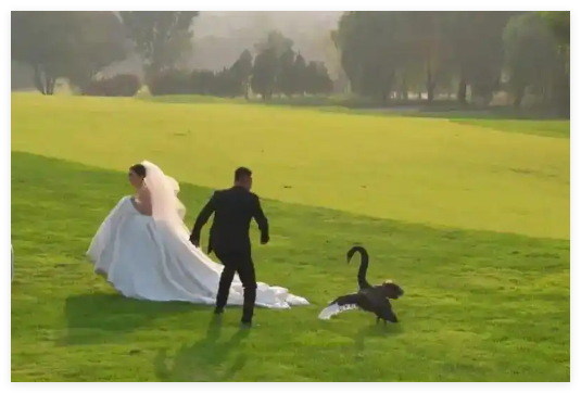 新人拍婚纱照遭遇“黑天鹅抢新娘” 究竟是怎么回事？