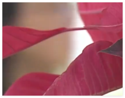 女子想为亡夫再生一个孩子遭拒 原因竟是这样太无奈了