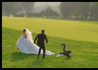 新人拍婚纱照遭遇“黑天鹅抢新娘” 究竟是怎么回事？