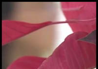 女子想为亡夫再生一个孩子遭拒 原因竟是这样太无奈了