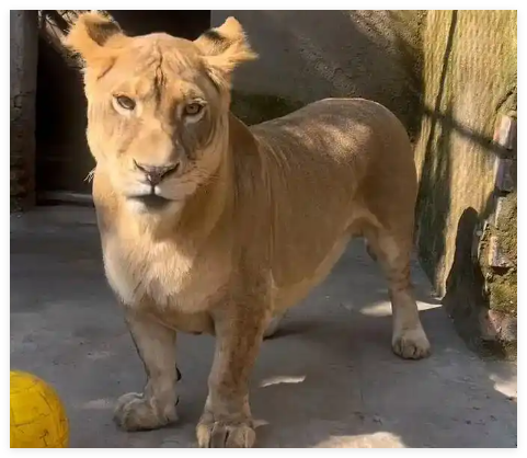 动物园狮子因腿短走红 被叫“柯基” 背后真相实在让人惊愕