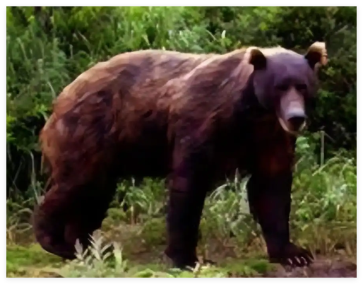 日本熊灾现场有明显吃人痕迹 事件始末2025最新消息