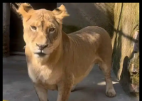 动物园狮子因腿短走红 被叫“柯基” 背后真相实在让人惊愕