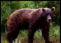 日本熊灾现场有明显吃人痕迹 事件始末2025最新消息