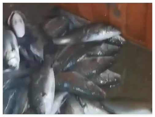 水产市场“麻醉鱼”调查 事件始末2025最新消息