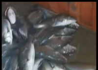 水产市场“麻醉鱼”调查 事件始末2025最新消息