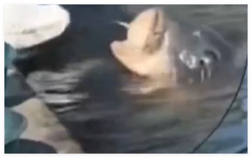 大哥正钓鱼 30斤大鱼游过来要吃的 究竟是怎么回事？