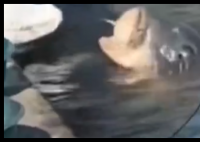 大哥正钓鱼 30斤大鱼游过来要吃的 事件始末2025最新消息