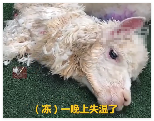 羊驼送洗后因毛发未吹干致失温死亡 事件始末2025最新消息