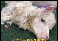 羊驼送洗后因毛发未吹干致失温死亡 内幕曝光简直太意外了