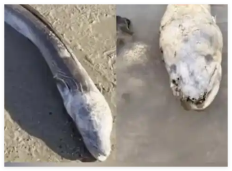 英国海边出现巨型“海怪” 背后真相实在让人惊愕