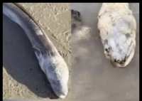 英国海边出现巨型“海怪” 背后真相实在让人惊愕