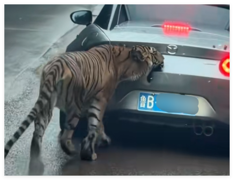 女子自驾进猛兽区被老虎咬掉车漆 内幕实在让人惊个呆