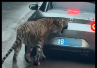 女子自驾进猛兽区被老虎咬掉车漆 真相简直太意外了